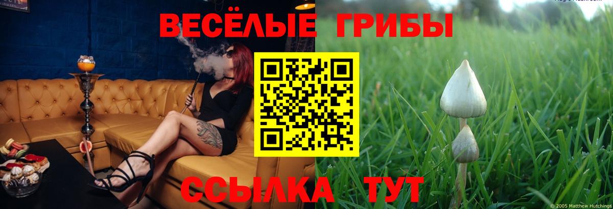 Галлюциногенные грибы Psilocybine cubensis Гуково